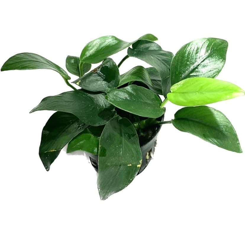 Marcus Fish Tanks - Anubias Barteri Pot Broad Leaf Anubias Easy Live Aquarium Plants Aquatic Plants Buy 2 G1F