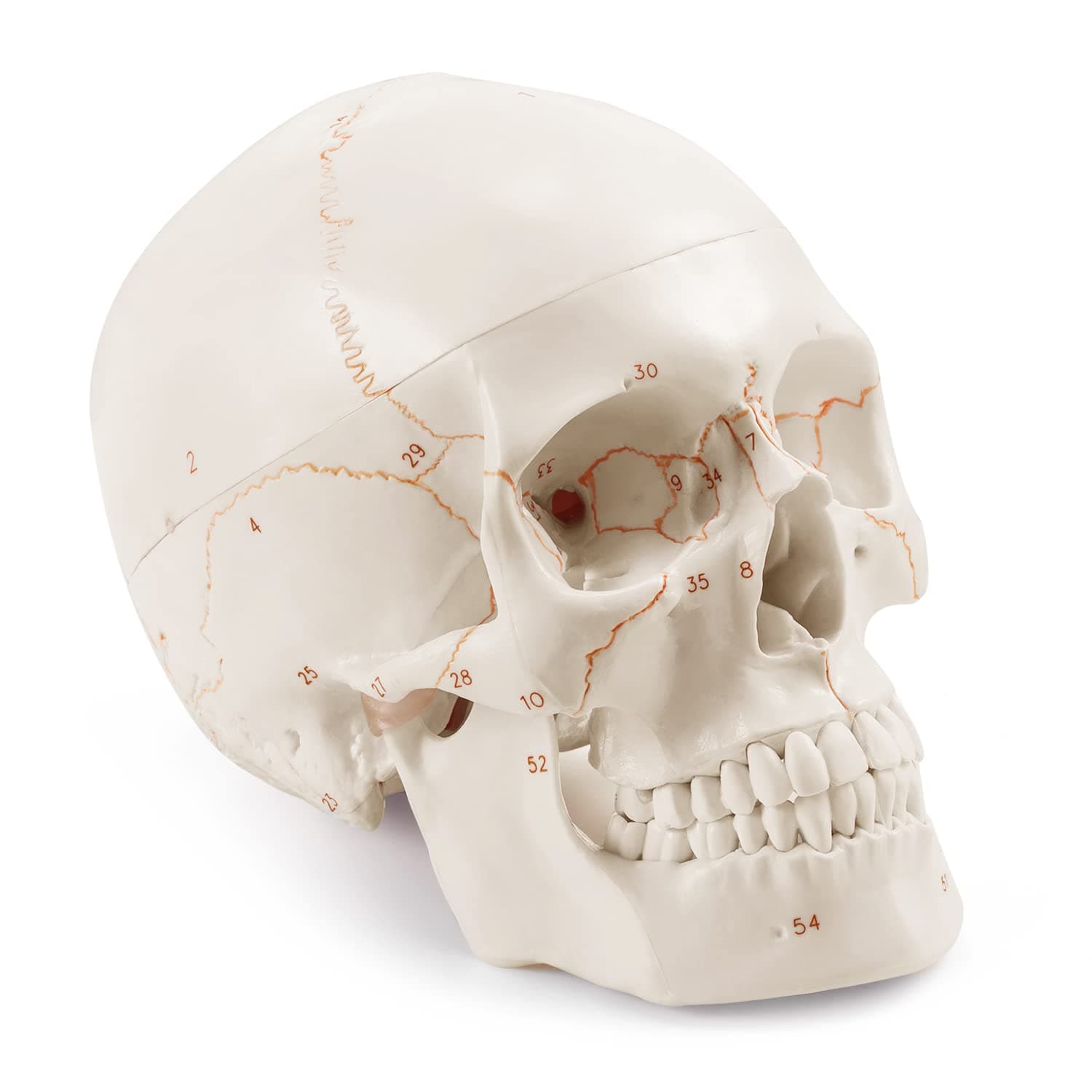 Upgraded Life Size Human Head Skull Anatomical Model with Laser-Etched Fonts Not Hand Write Number, Not Smudged for Medical Student Human Anatomy Study Course