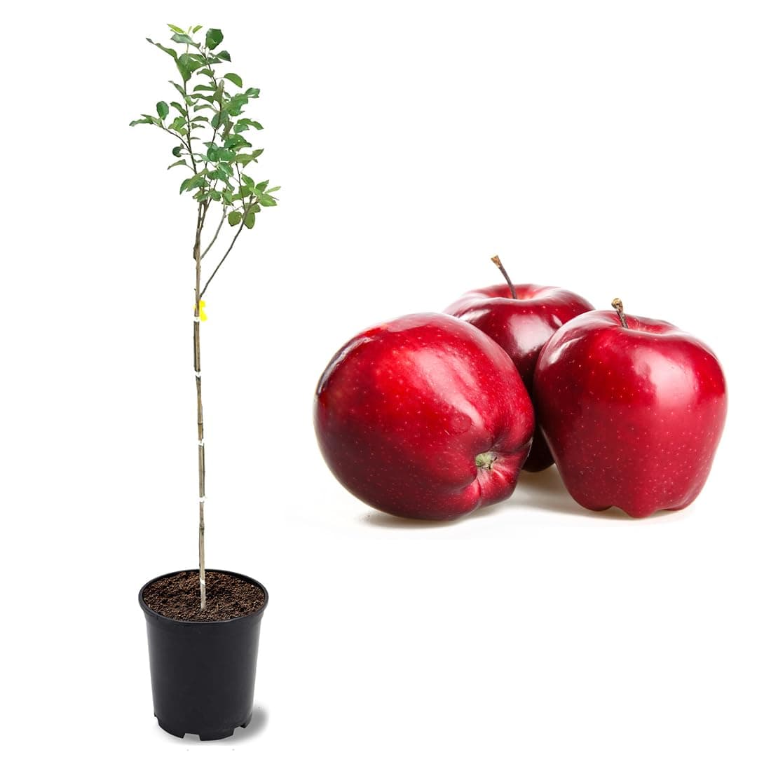 American Plant Exchange Live Red Delicious Apple Tree, Fruit-Bearing Plant Pot for Harvest and Home and Garden Decor, 2-3' Tall, 1-Gallon Pot
