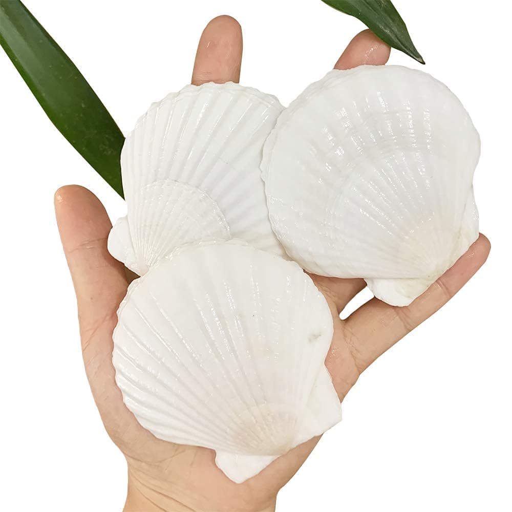 SEAJIAYI 30 PCS Scallop Shells 2-3 Inch Natural White Sea Shells from Sea Beach for DIY Craft Home Décor(6-8 cm)