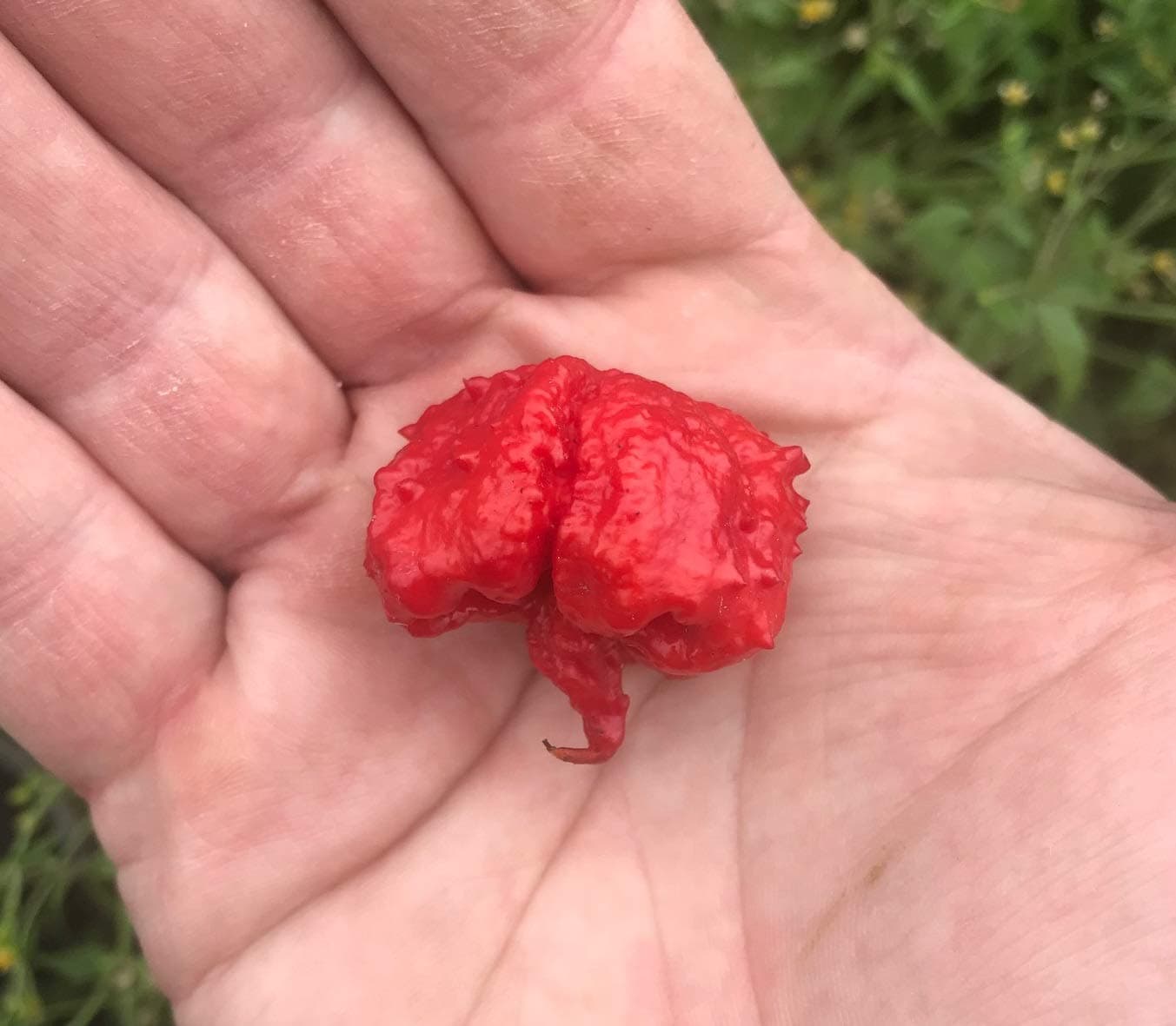 Dragon's Breath Chile Pepper Premium Seeds for Planting Packet Possibly Hottest in The World Dragon Dragons