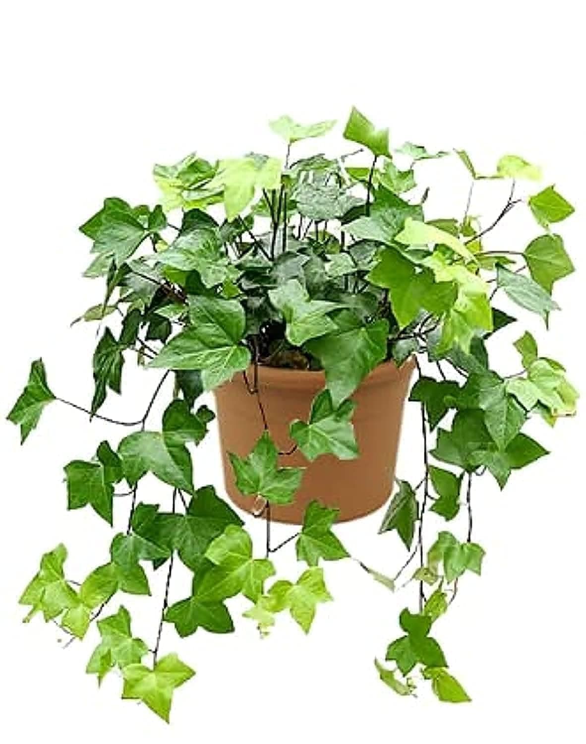 Hedera Helix (English Ivy) 30-40 CM – Fresh Indoor Plant | Air Purifying Greenery for Home & Office Decor | Natural Air Cleaner | Easy Care Houseplant | Elegant Hanging or Potted Plant