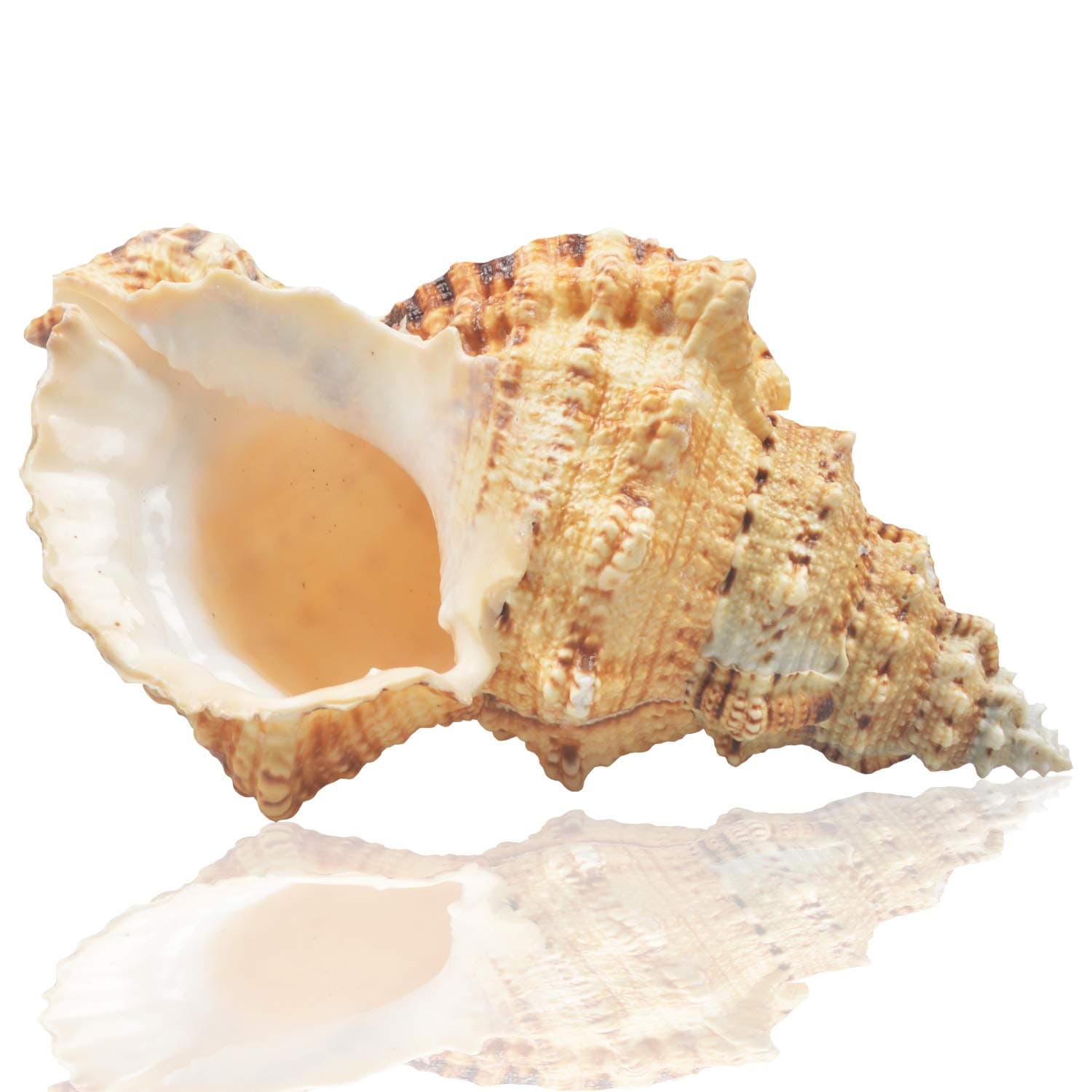 Jangostor Large Natural Sea Shells, Huge Ocean Conch 7-8 inches Jumbo Seashells Perfect for Wedding Decor Beach Theme Party, Home Decorations,DIY Crafts, Fish Tank and Shell Collectors (Color 5)