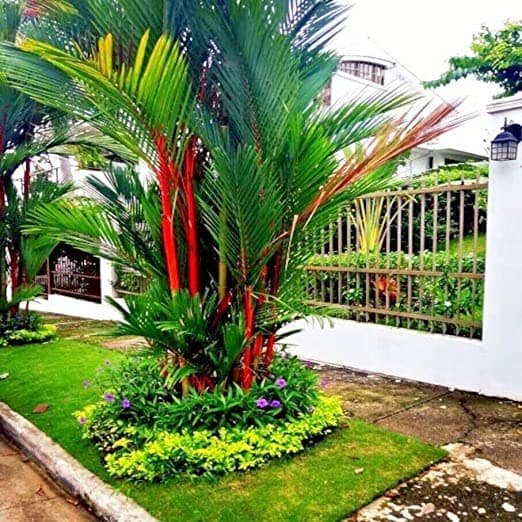 10 RED Sealing Wax Lipstick Palm Tree Seeds (Cyrtostachys Renda) House Plant