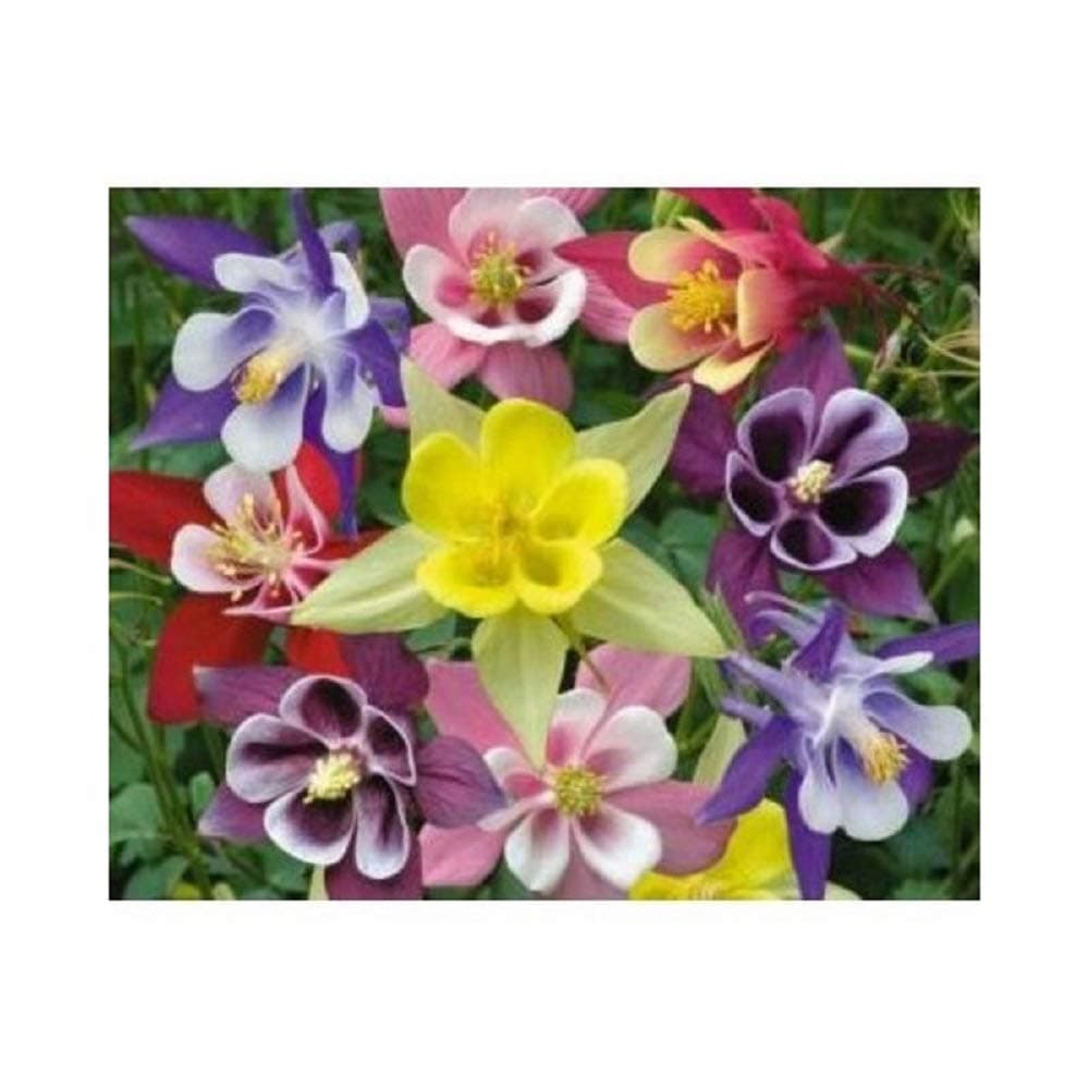PREMIER SEEDS DIRECT - AQUILEGIA - Columbine - McKANAS Giant Mix - 300 Seeds