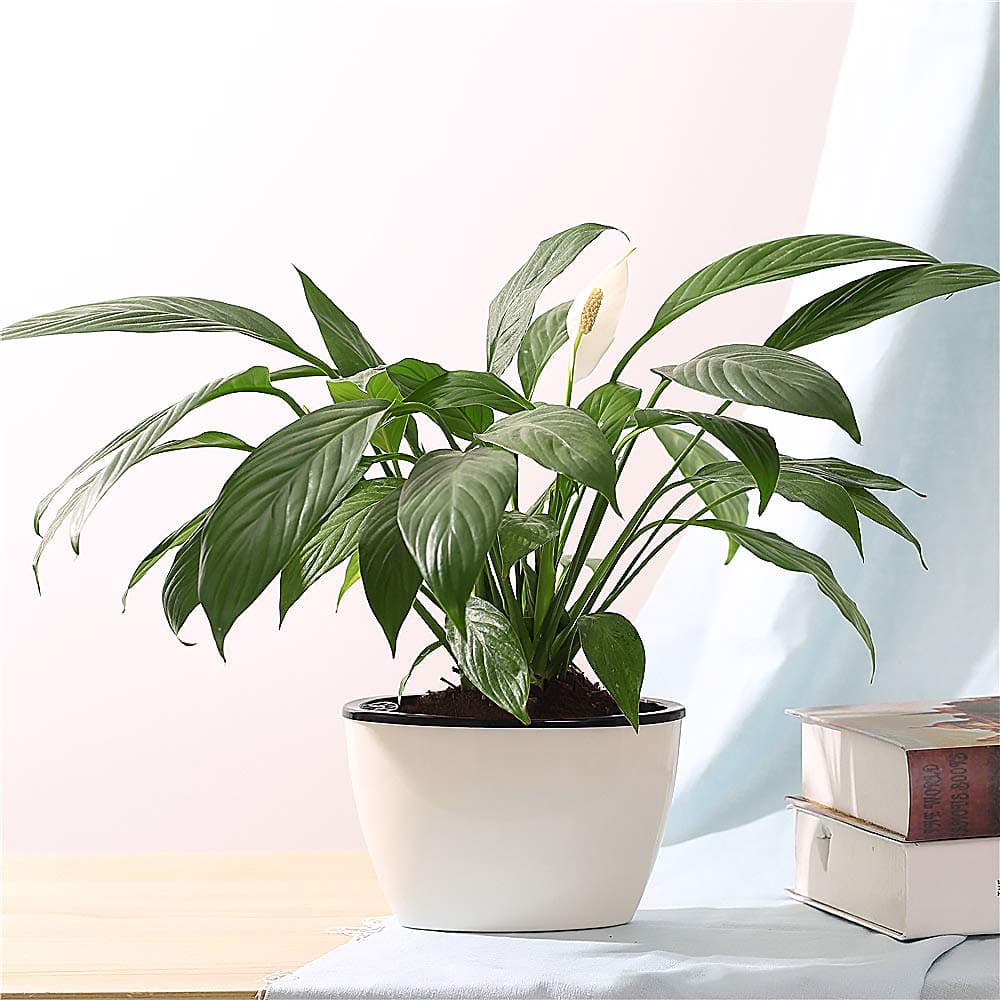 Self Watering Planter, African Violet Pots,Automatic-Watering Planter Flower Pot for Succulents, Herb, African Violets, Plants,Flowers (3 Packs White oval Small)