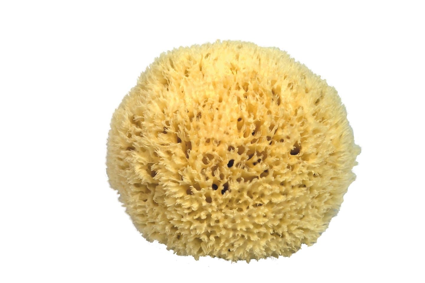 Premium Quality Natural Sea Sponge (Approx. Diameter 19cm)