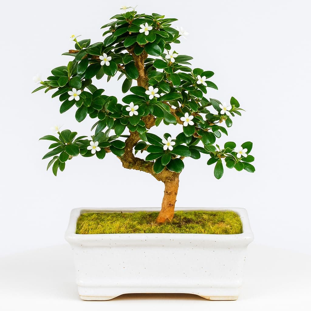 - Abana Homes Bonsai Live Plant | Carmona Flowering & Fragrance Bonsai Tree | Unique Bonsai Plants for Home Indoor | Ideal for Office, Living Room, Balcony, Gifting (White Square 5 Years)