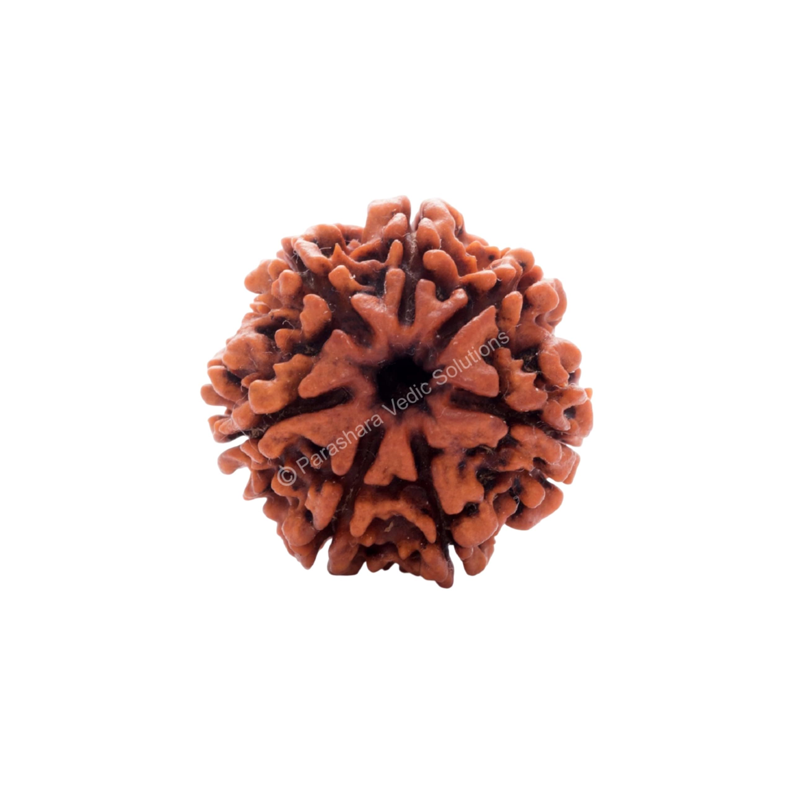 ARKAM Seven Mukhi Rudraksha Certified/Original Nepali 7 Mukhi Rudraksh/Natural 7 faced Rudraksha (Brown) with Certificate and Puja Instructions