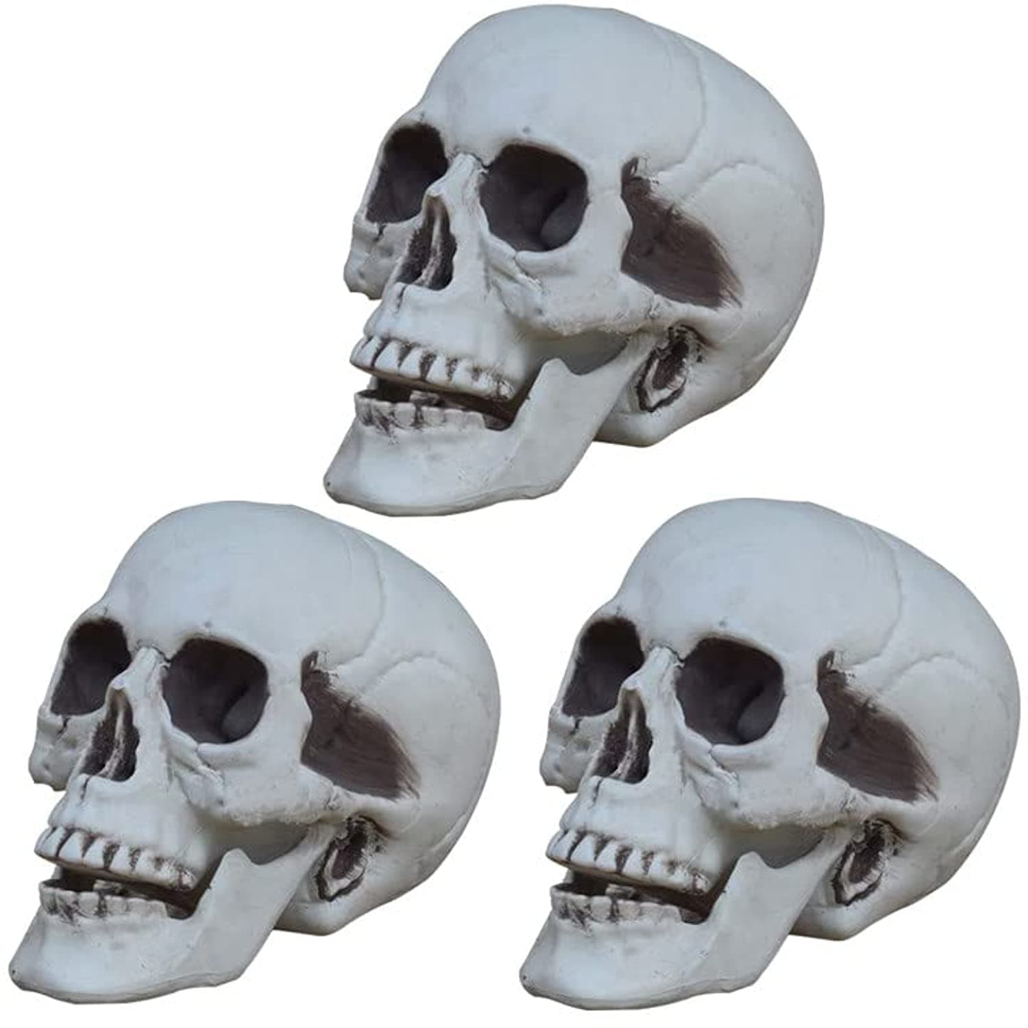 β Halloween Decoration Skull Skeleton Head Realistic Looking Fake Skull Decor Large Halloween Decorations for Home Table Party Bar Decor Props Plastic (Medium-3pcs)