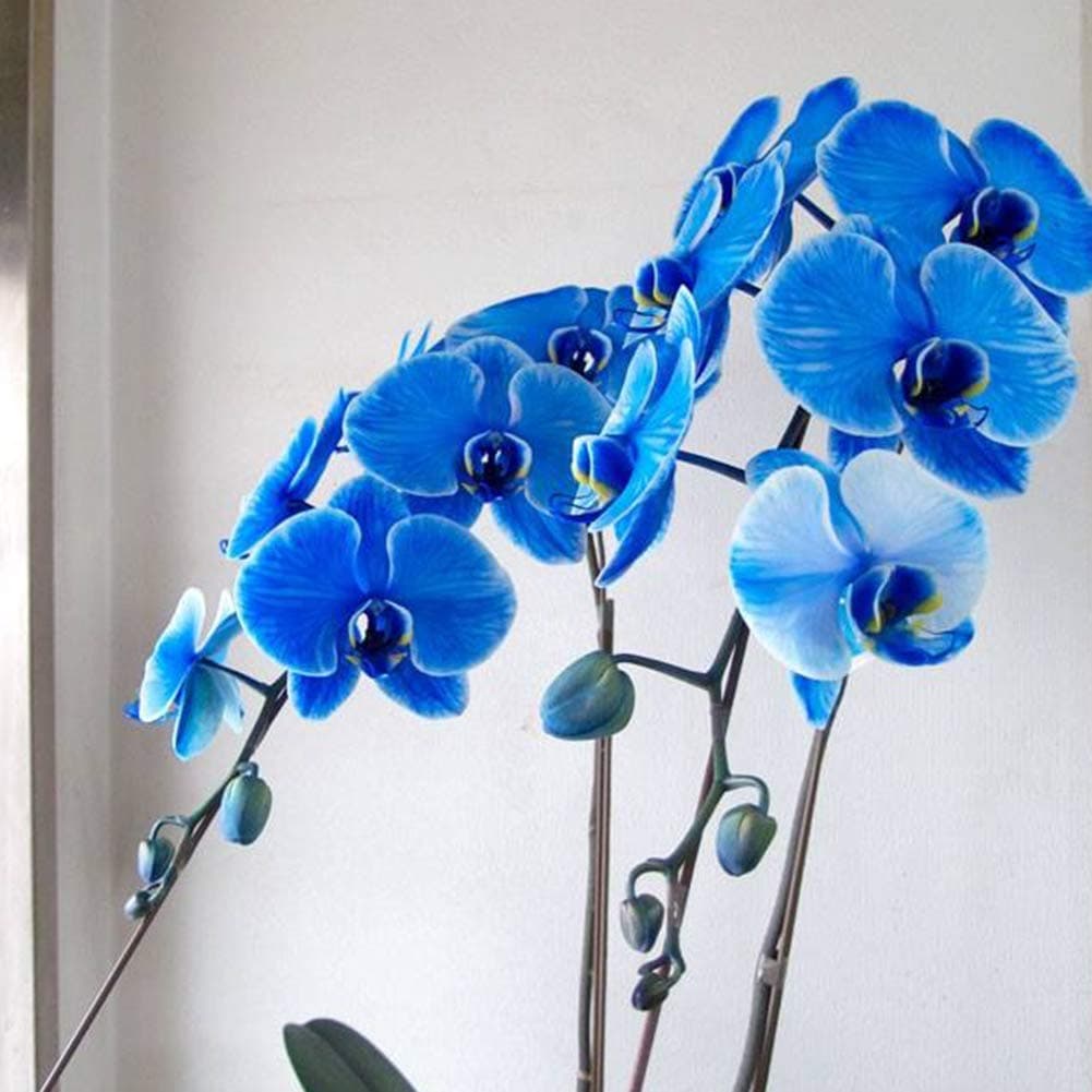 Butterfly Orchid Seeds,KimcHisxXv 20Pcs Seeds Phalaenopsis Amabilis Flower Garden Bonsai Decor - Blue Butterfly Orchid Seeds