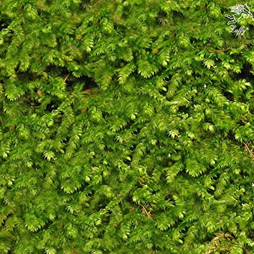 Luffy Wild Christmas Moss in Loose Form Lush, Green Moss for Aquarium Decor - Create a Moss Wall or Moss Carpet - Soft and Comforting for Fish - Shrimp's & Fry's Food