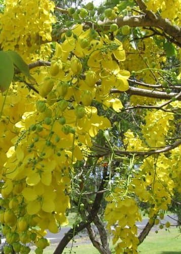 TROPICA - Golden Shower Tree / Golden Cassia (Cassia fistula) - 20 Seeds - Tropical Magic
