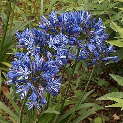 Agapanthus africanus 'Big Blue' african lily x 3 large bare roots