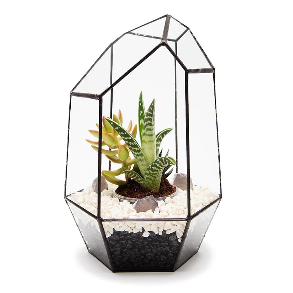 GEM TERRARIUM with LIVE SUCCULENT PLANTS Supplied fully assembled. Also available with LED fairy lights, as a terrarium kit or empty terrarium. High quality glass and lead-free tin construction L18cm x H28cm x W18cm Exclusive designer geometric terrariums from The Urban Botanist. Stylish room decorations for home, office, events, interior design schemes (Fully assembled with live succulent plants)