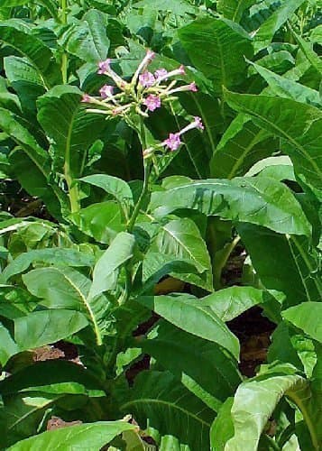 Tropica Genuine Culture Tobacco Peti Havana Nicotiana Tabacum 100 Seeds
