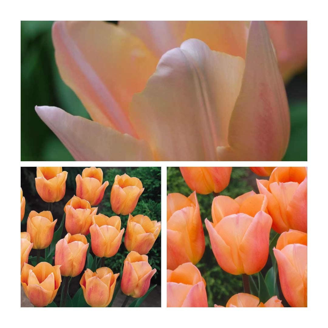 Apricot Beauty x 25 Tulip Flower Bulbs. Fragrant Pretty Tulips with Sturdy Stems. Easy to Grow