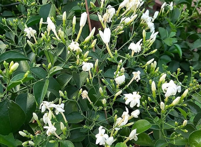 Rare Ulantha Malli/Layer Live Plant/Nithya Malli Healthy Live Plant