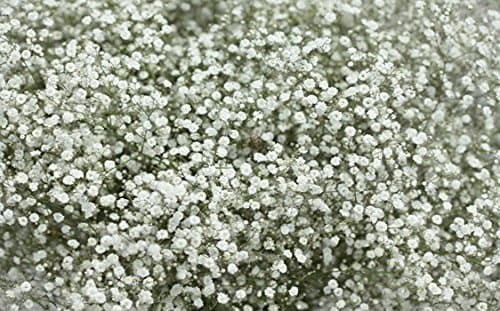 Gypsophila Paniculata (Bristol Fairy) Perennial WPC Prins Bulbs/Tubers Pack x2
