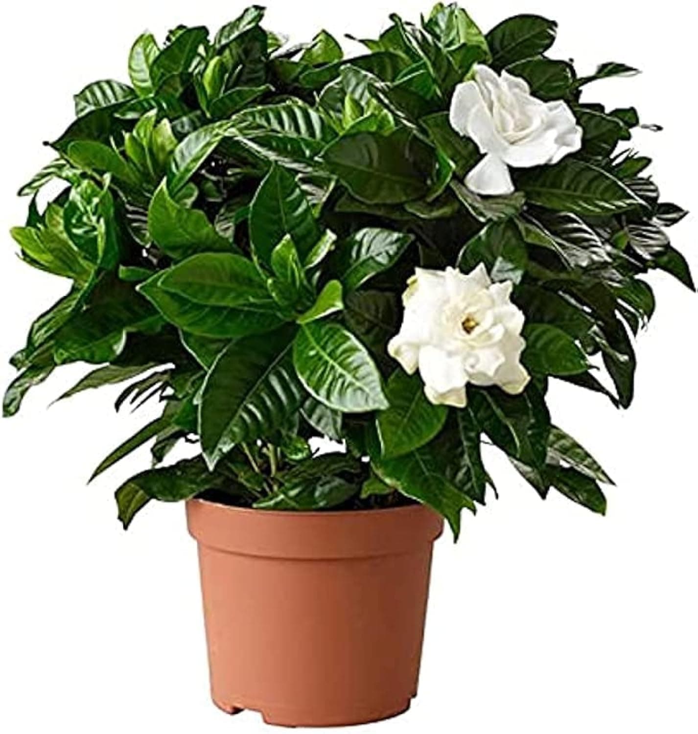 Gardenia, Gardenia Jasminoides, Fresh live Plant, White Gardenia