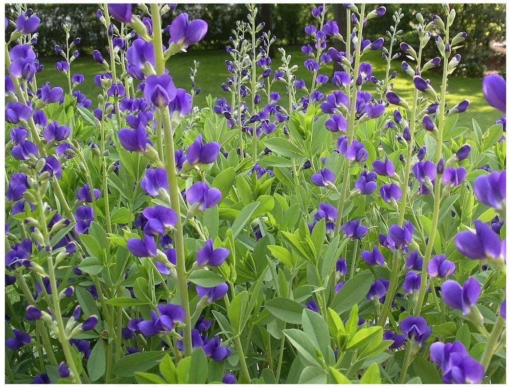 Blue False Indigo (Baptisia Australis), Seed Packet, True Native Seed