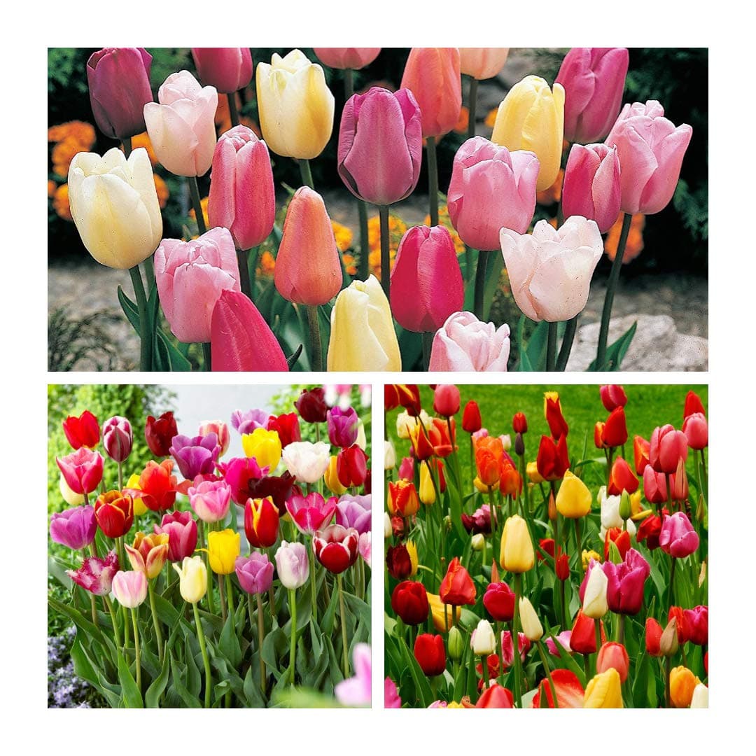 Triumph Tulip Mixed x 20 Flower Bulbs Size 10/11Beautiful Bright Spring Flowers. Easy to Grow
