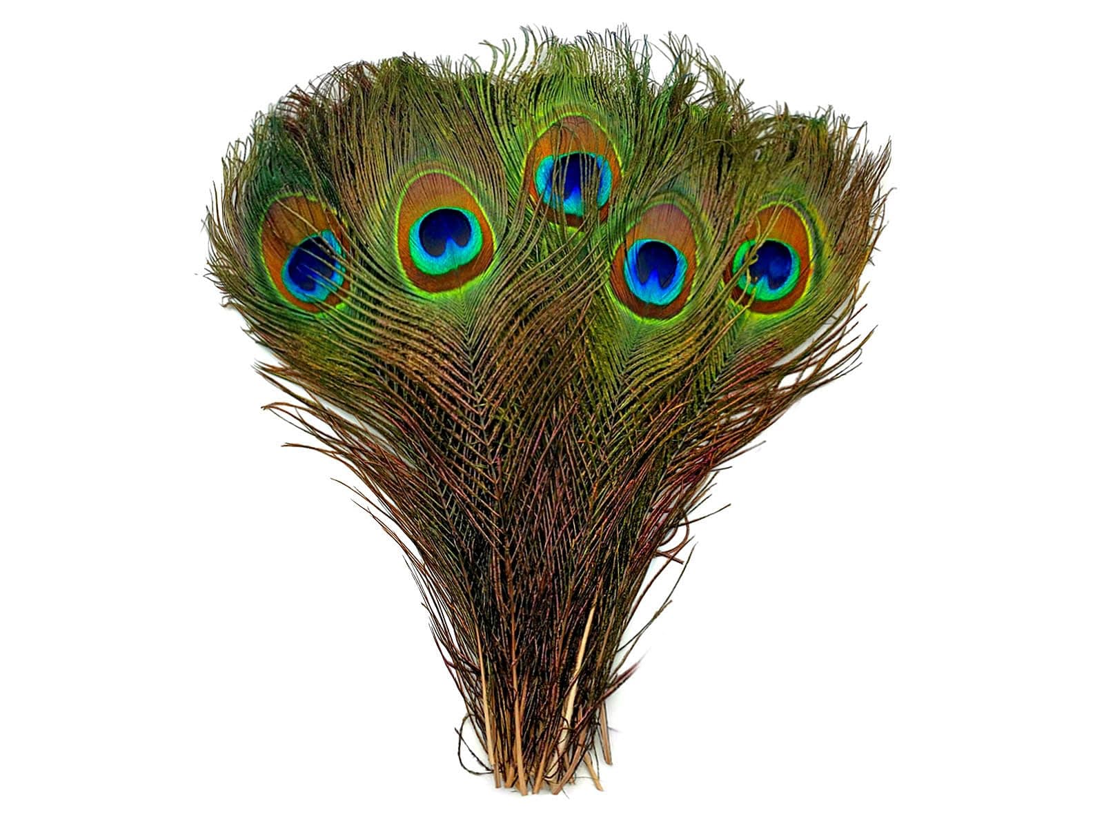 Moonlight Feather | 50 Pieces Natural Green Feathers - 10"-12" Natural Green Wholesale Peacock Feathers for Halloween and Wedding in bulk