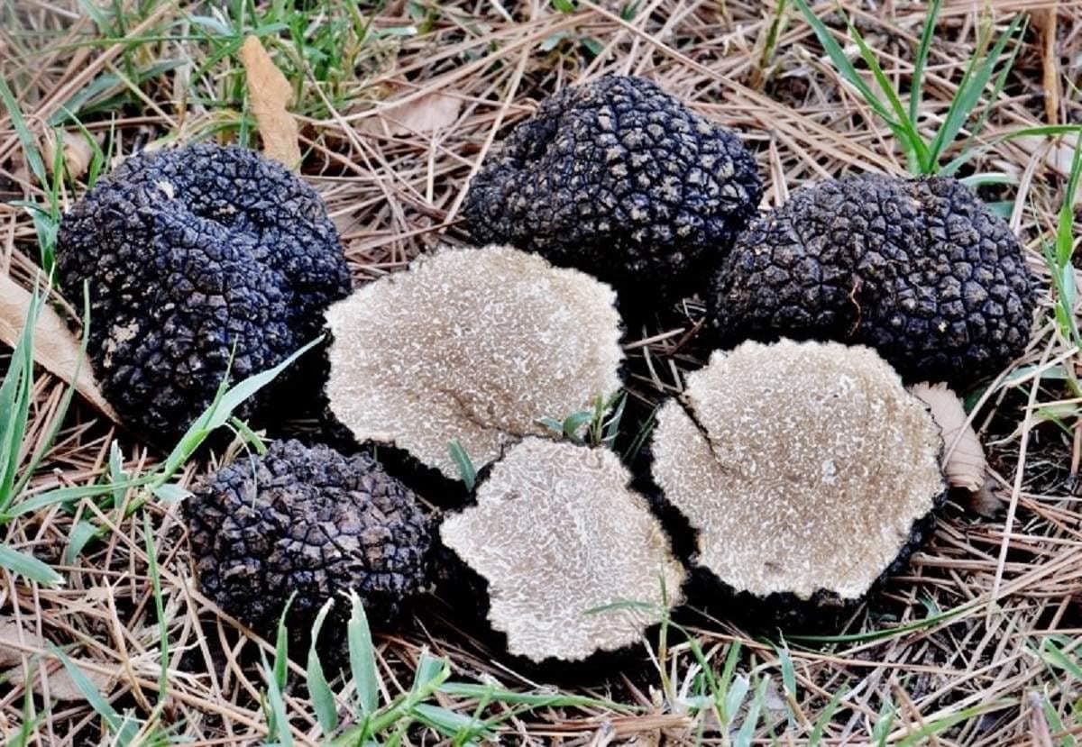 Black Truffle Mushrooms Non GMO for Planting Mycelium Spawn Spores