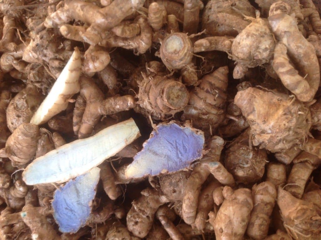 G.M.J.K ENTERPRISE 25 grams of rhizomes or bulbs of Curcuma caesia/black turmeric/black zedoary/kali haldi for growing