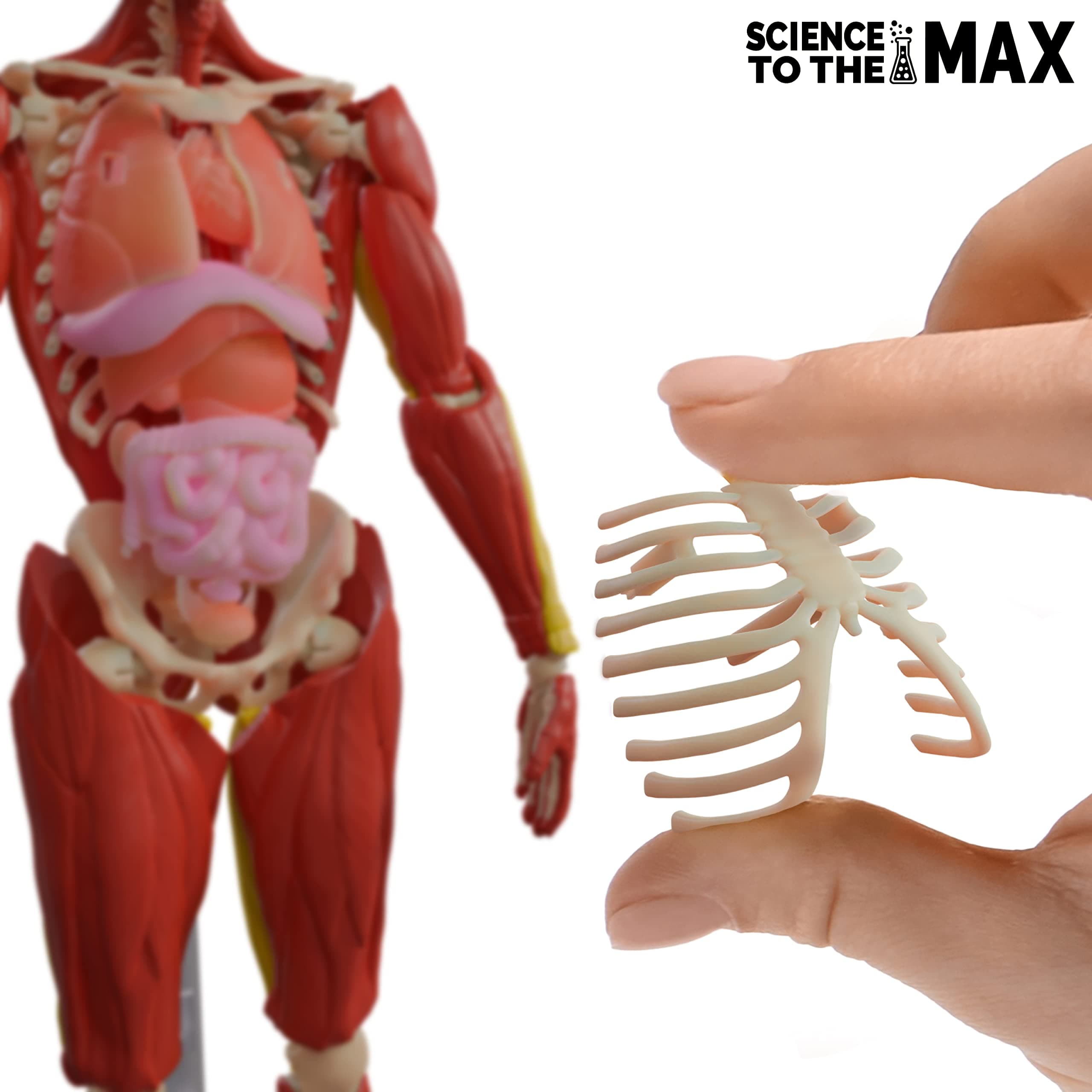 Science To The Max - Interactive Human Body