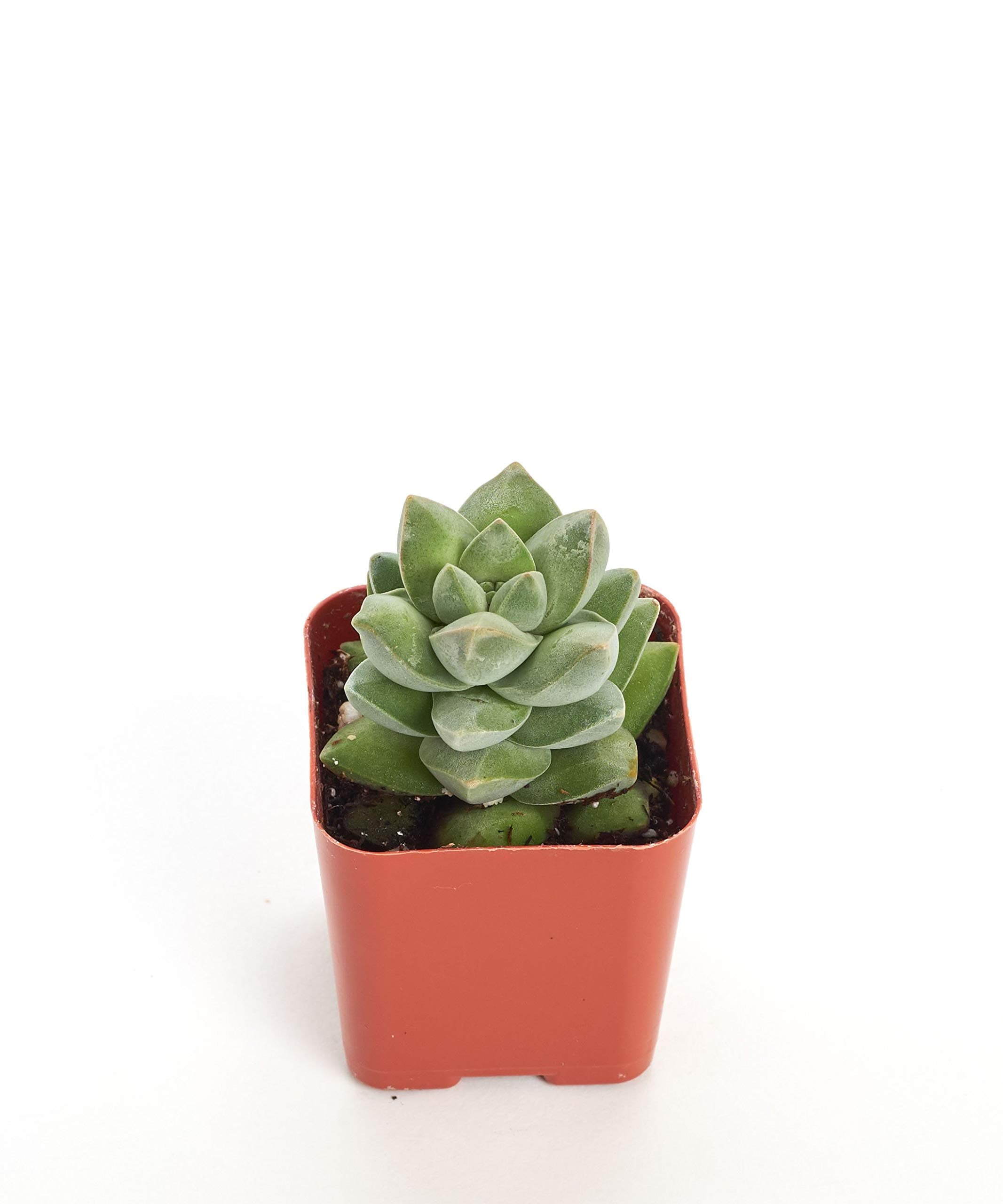 Shop Succulents Crassula Moonglow with 2" Grow Pot