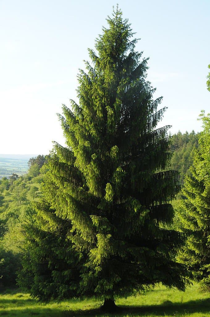 Tree Seeds - 30 Seeds of Norway Spruce, Picea Abies, (Fast Evergreen)