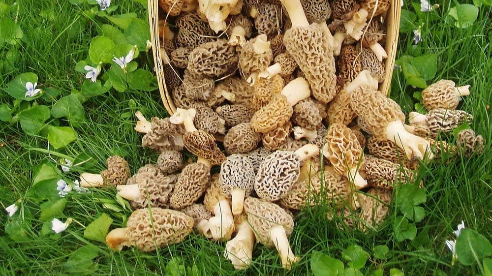 Morel Mushroom Spores in Sawdust Bag Garden Mushrooms Spore Grow Kit Makes 5 gal