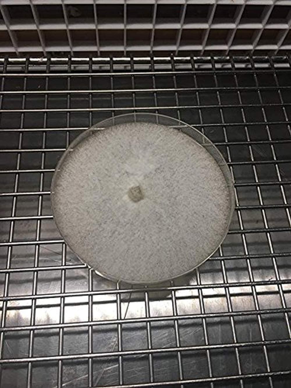 Reishi or Ling Chi - Ganoderma lucidum Mushroom Petri Culture Reishi or Ling Chi - Ganoderma lucidum - Living Mycelium Culture Petri