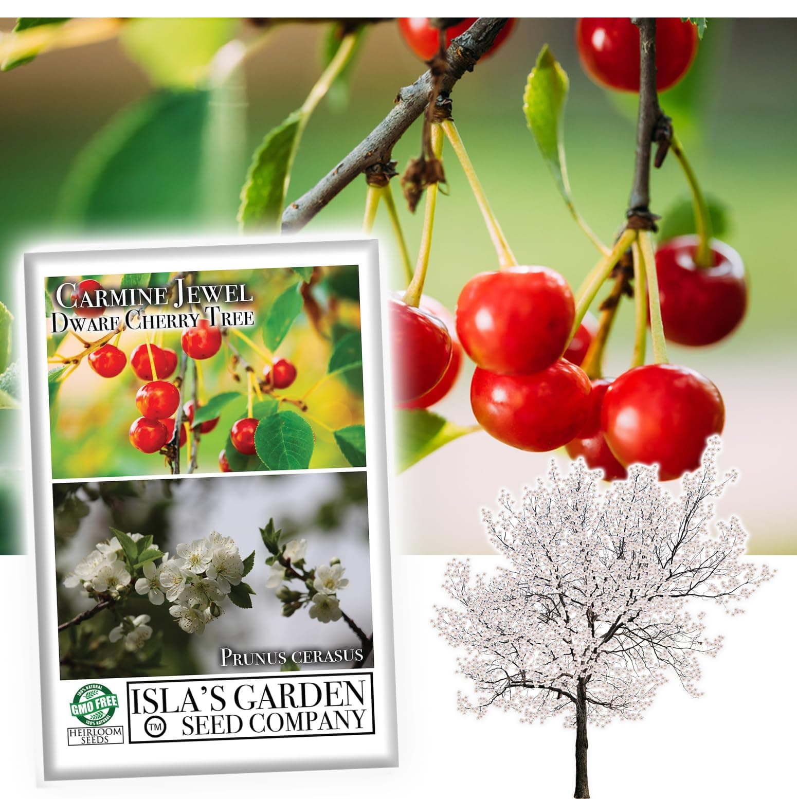 Carmine Jewel Dwarf Cherry Fruit Tree Seeds, 20 Seeds Per Packet, (Isla's Garden Seeds), Non GMO & Heirloom Seeds, Botanical Name: Prunus avium, Great Home Garden Gift