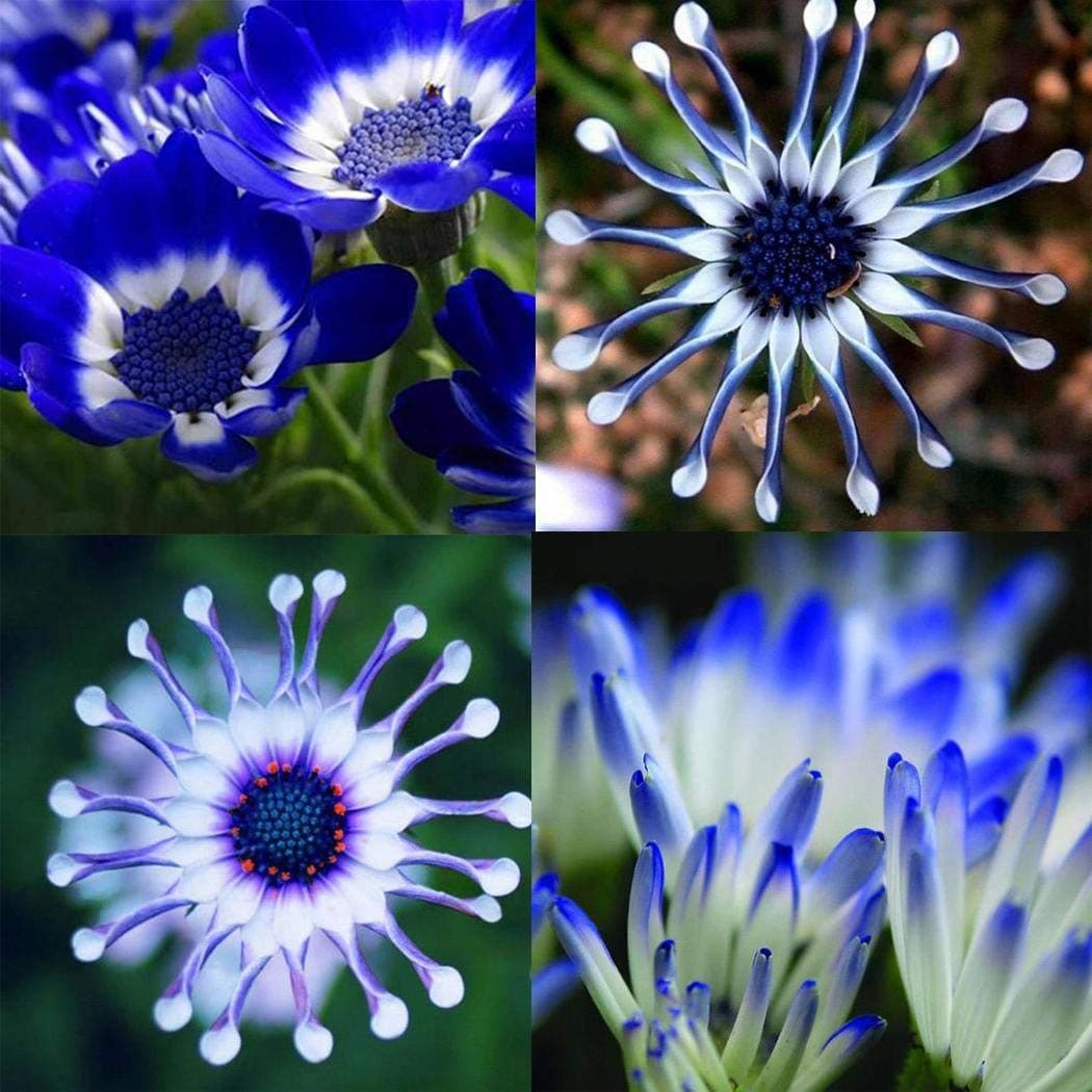 Seeds House- SummerRio Blue Daisy Seeds, Rarity Ornamental Flowers Daisy Seeds Rare Plants Exotic Ornamental for Home Garden
