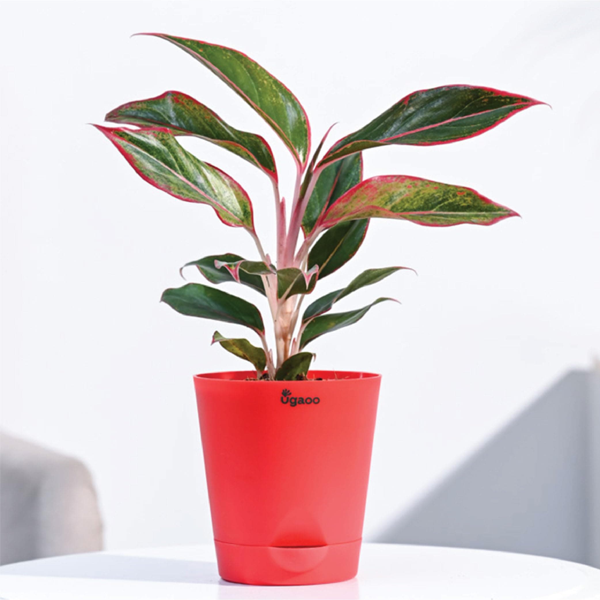 Ugaoo Aglaonema Red Natural Live Plant Indoor with Self Watering Pot