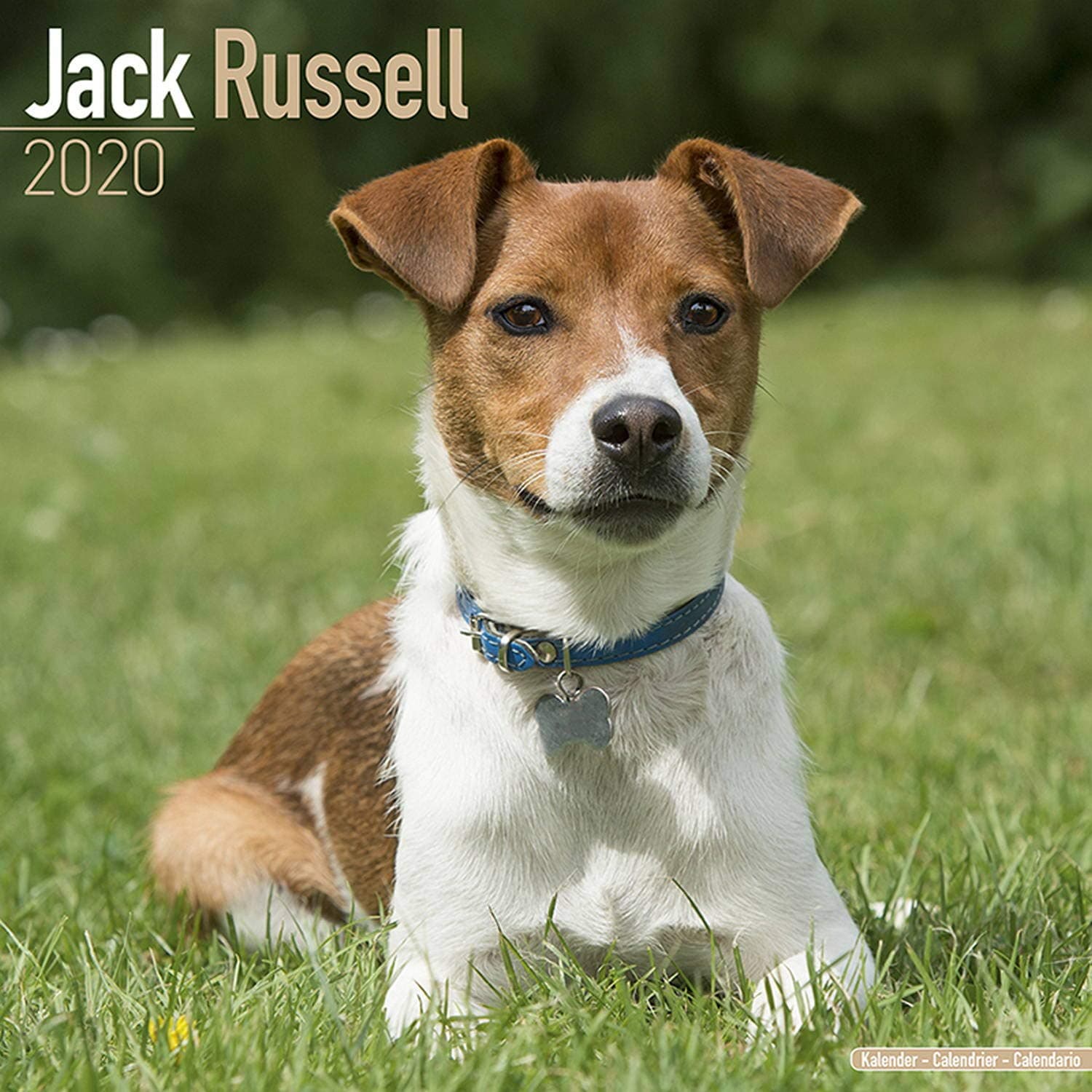 Jack Russell Calendar 2020 Calendar – Wall Calendar, 1 July 2019