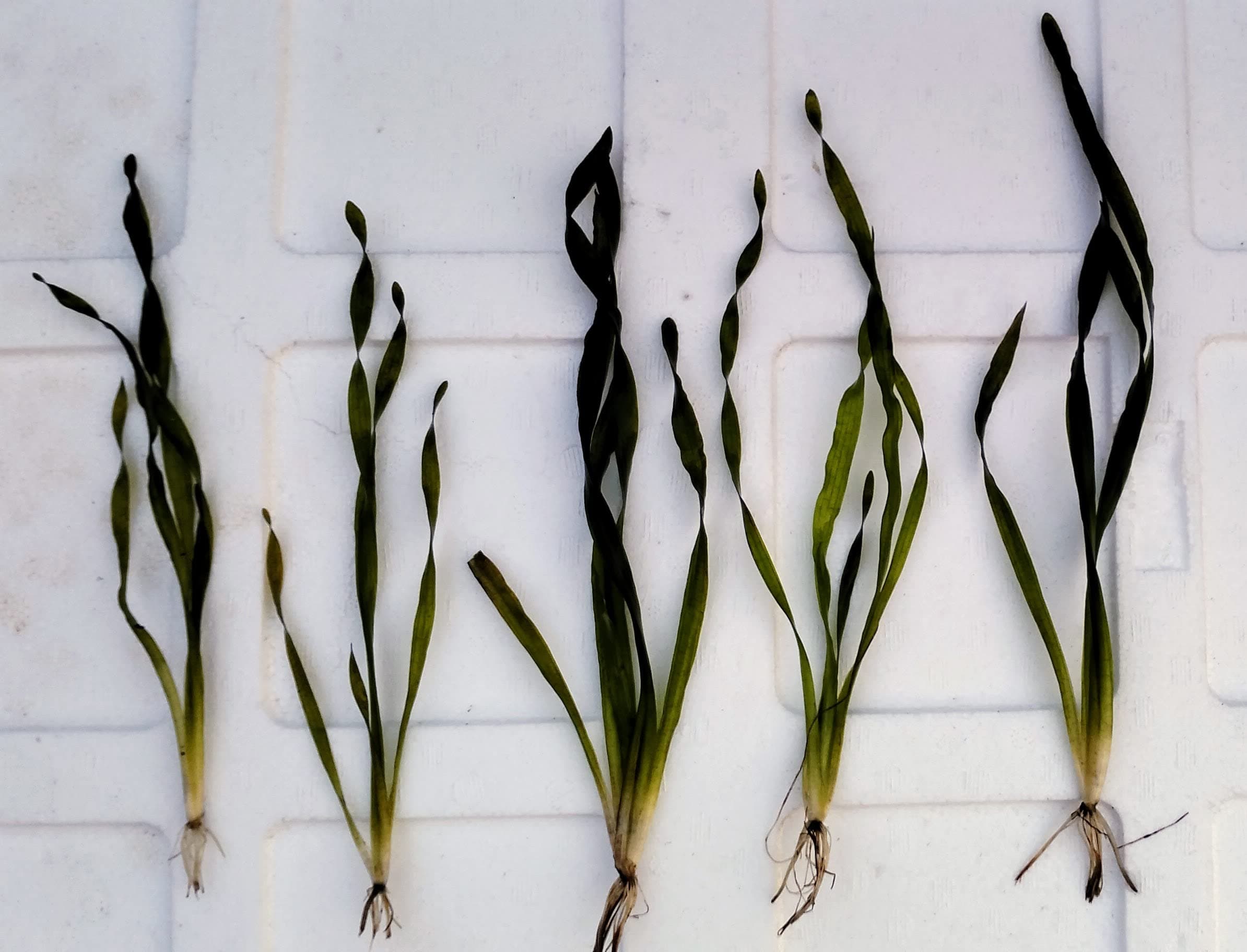 Vallisneria sp mini twister