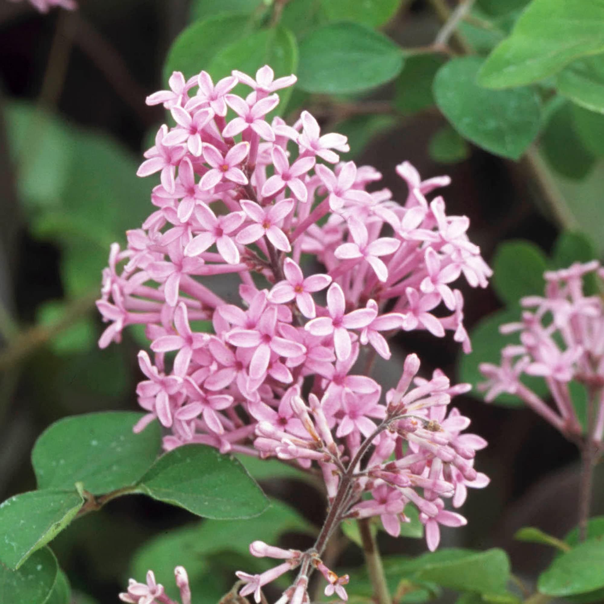 Syringa Red Pixie - Lilac Red Pixie | Deciduous Potted Flowering Garden Shrub for Sale (15-30cm Incl. Pot)