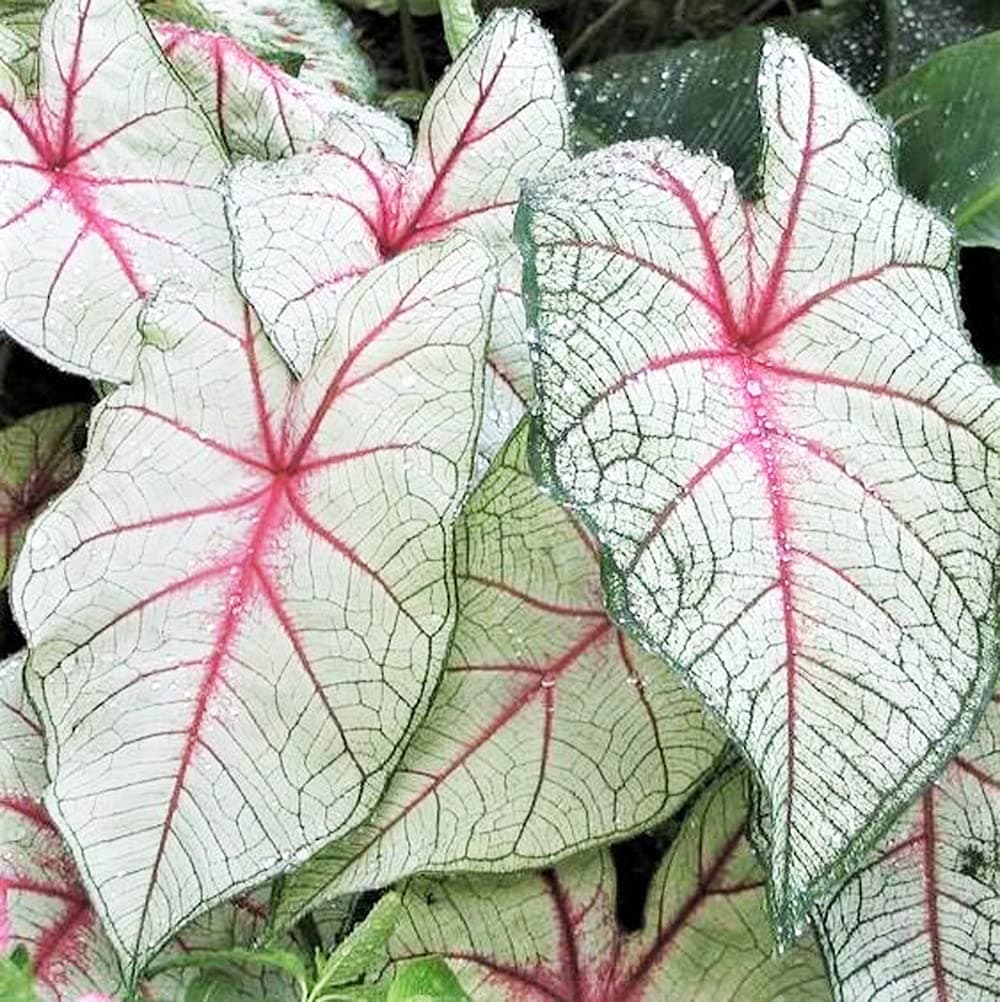 UtopiaSeeds White Queen Caladium Bulb - Fancy Leaf Caladium - 1 Caladium Root