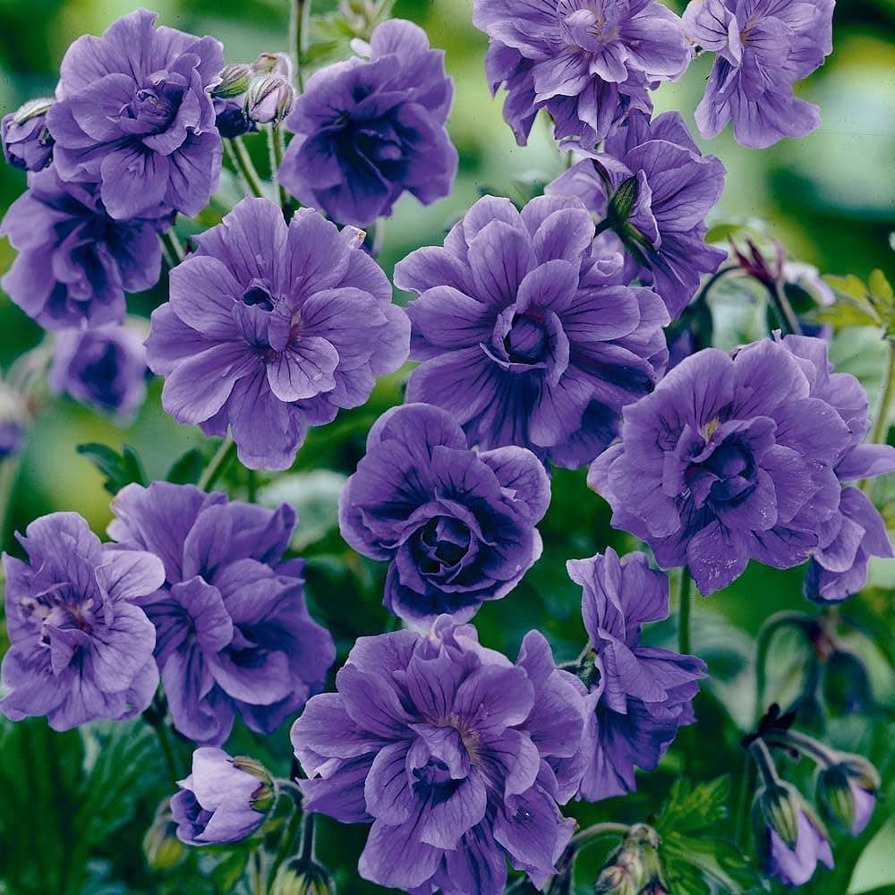 10+Violet Double Geraniums Seeds for Planting Outdoor-Rare Perennial Flower Plant for Garden Home Attract Pollinators