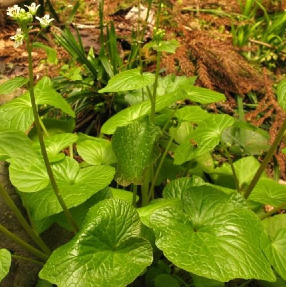 Wasabi Seeds - 50 Seeds