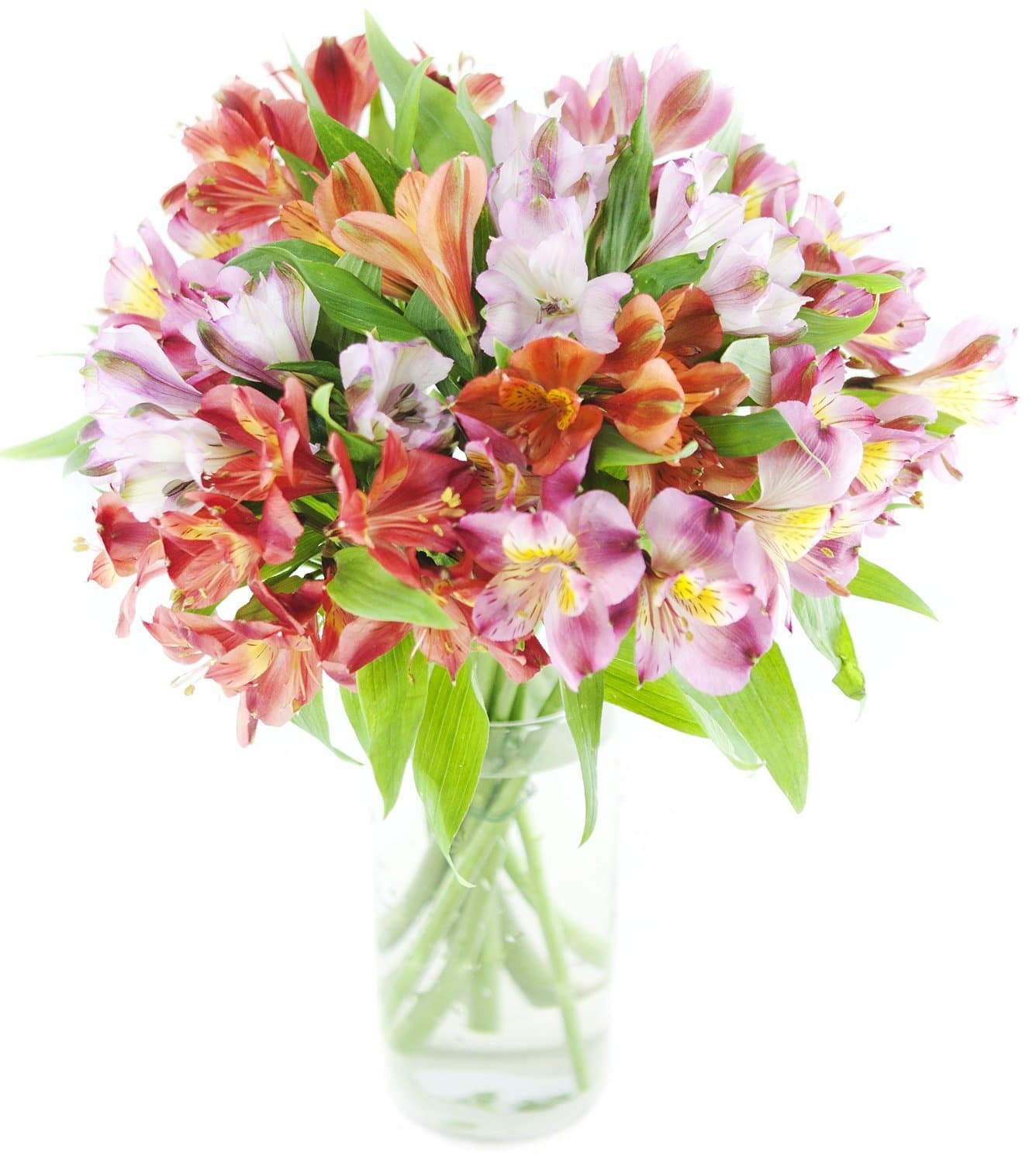 Premium Alstromeria Peruvian Lilies by Eflowerwholesale (25 stems with Vase)
