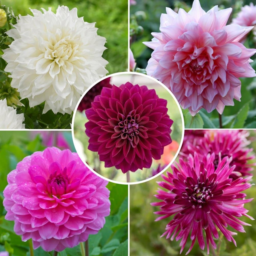 Dahlia Decorative Tubers - Rose Collection - 15 Flower Bulbs - from Longfield Gardens