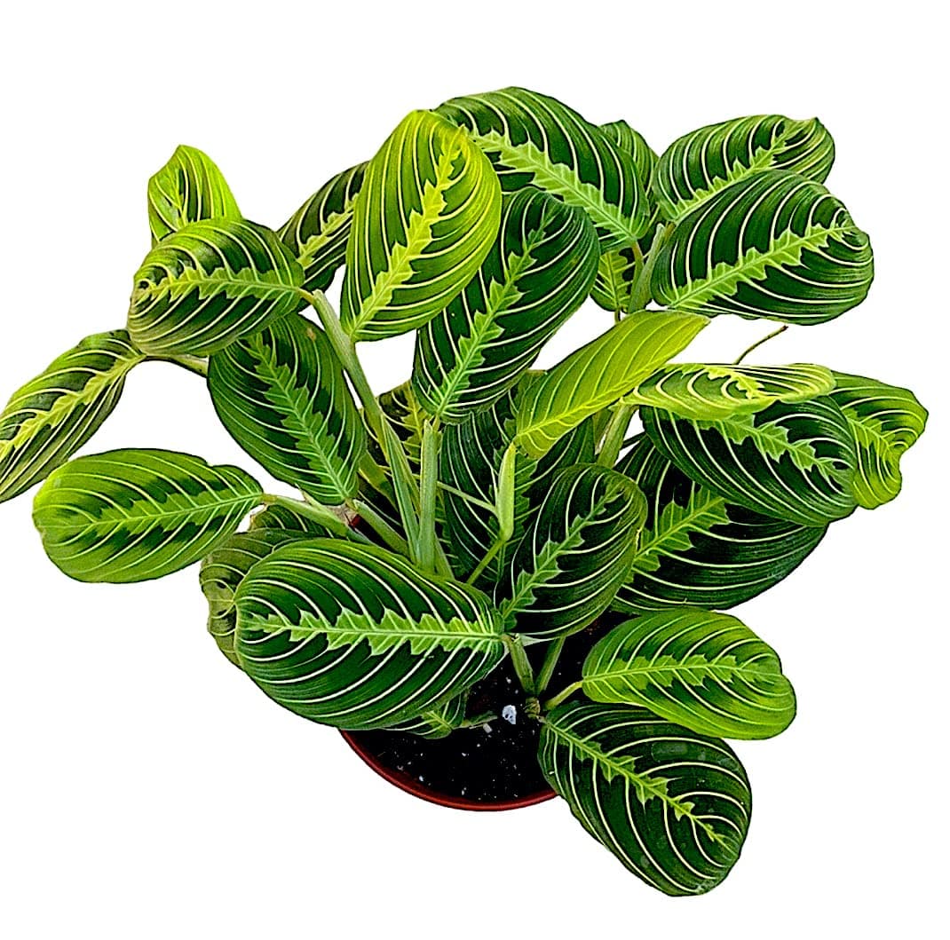 Lemon Lime Maranta, Lemon Lime Prayer Plant, Easy to Care and Rare Variety 4 inch Pot - Hopewind Plants Shop