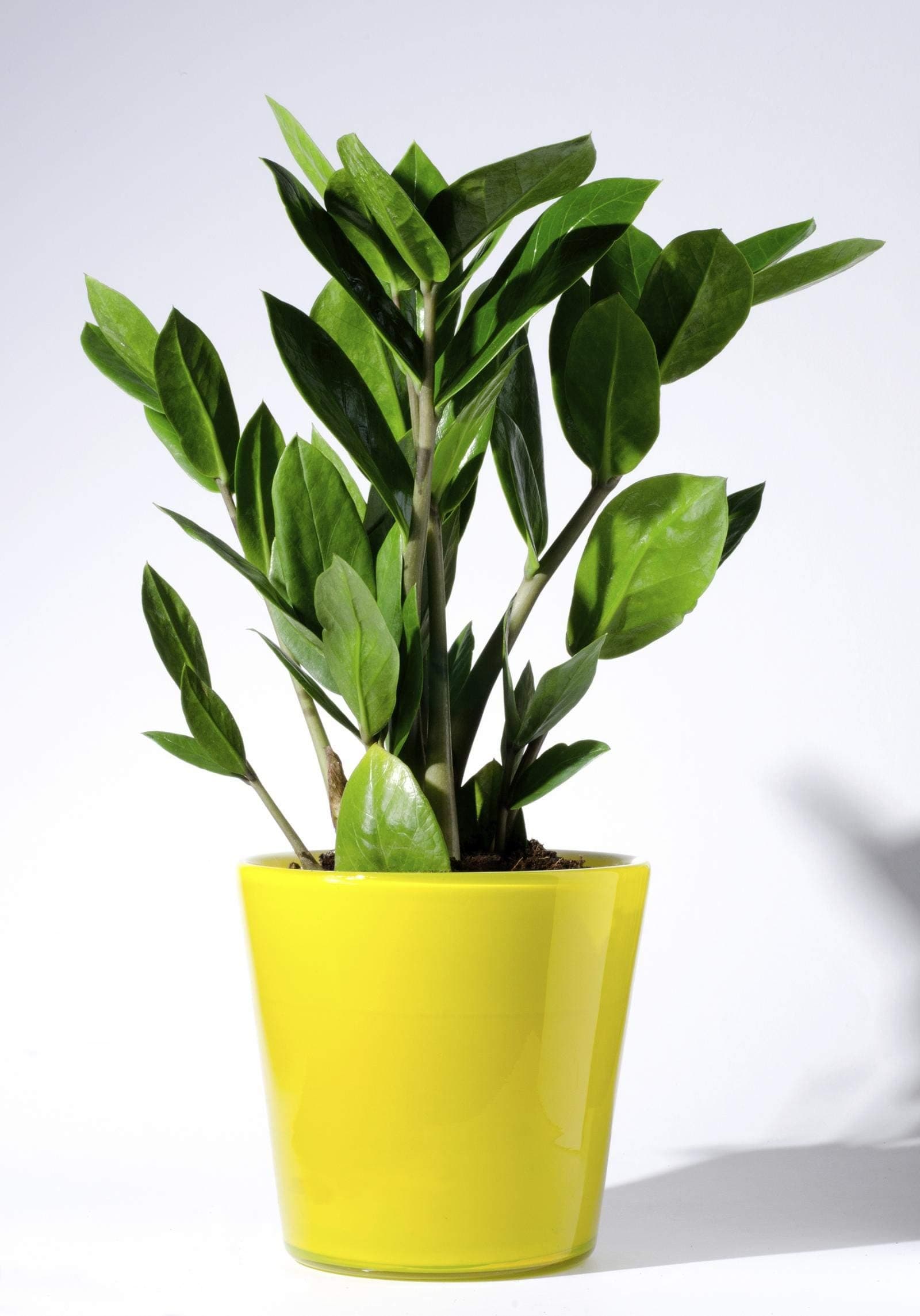Zamioculcas Zamiifolia Seeds - A Rare zz House Plant"50 Seeds"