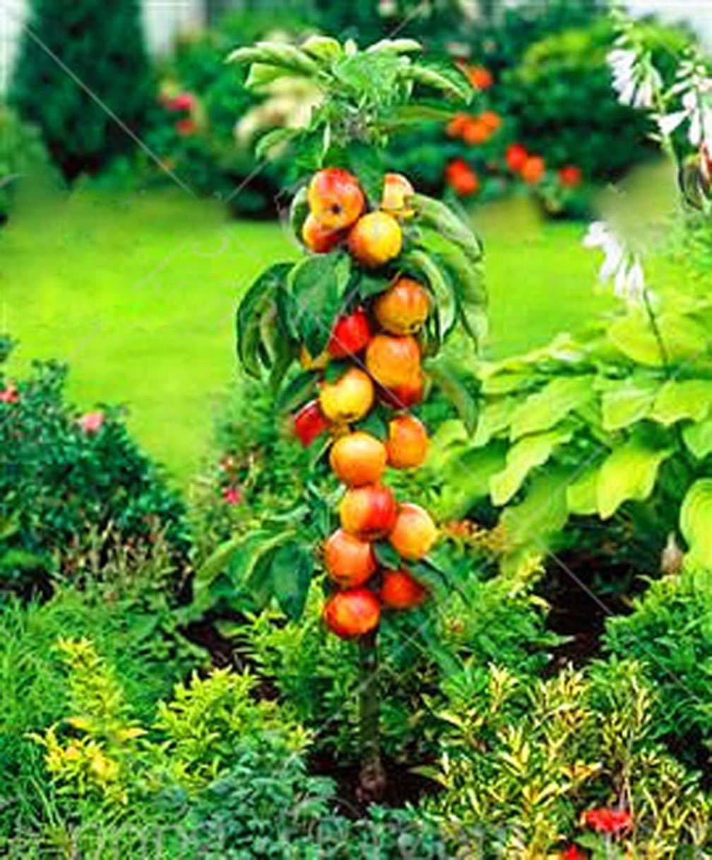 30pcs/Bag Dwarf Apple Seeds Miniature Apple Tree Sweet Organic Fruit Vegetable Seeds Indoor or Outdoor Plant for Home Garden