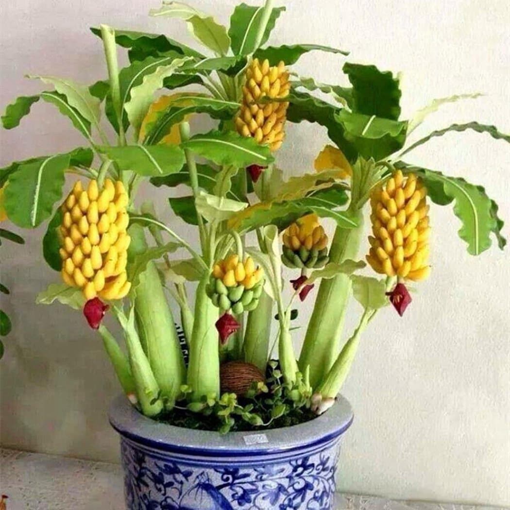 Banana Tree Seeds Mini Bonsai Fruit Rare Dwarf Exotic Home Garden Plants (100Pcs/pack)