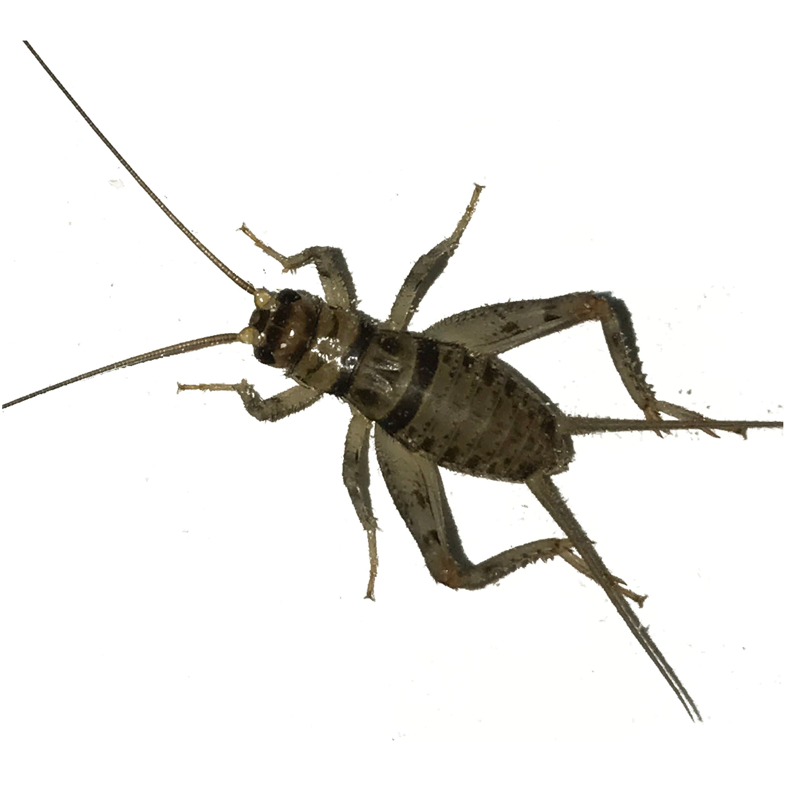 250 Live Banded Crickets (Small (1/4")) by BuyFeederCrickets